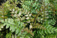 Mahogany Fern - Live Plants in 4 Inch Grower&