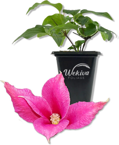 Clematis Princess Diana - Live Starter Plants in 2 Inch Growers Pots - Starter Plants Ready for The Garden - Rare Clematis for Collectors