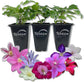 Clematis Variety Pack - Live Starter Plants in 2 Inch Pots - Grower&