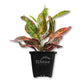 Croton Banana - Live Starter Plants in 3 Inch Growers Pots - Codiaeum Variegatum &