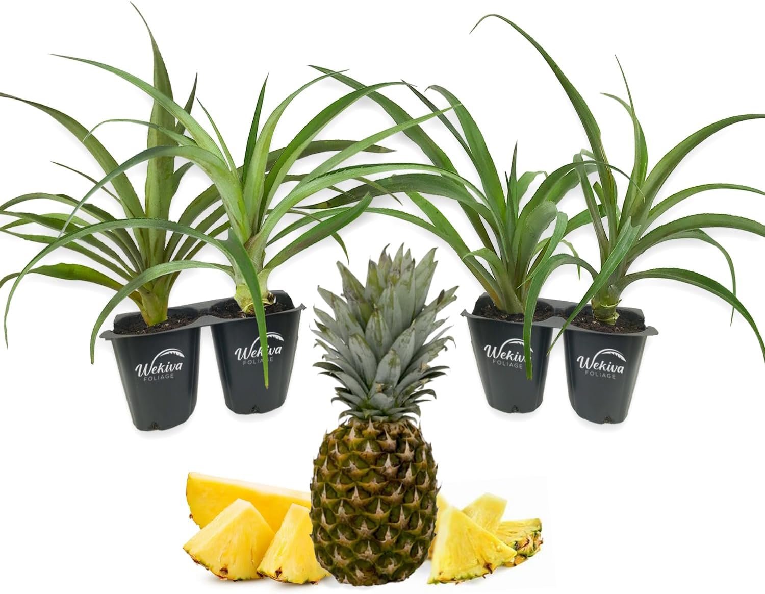 ananas comosus florida special pineapple plant Wekiva Foliage Florida Special Pineapple Plant - 4 Live Starter Plants - Ananas Comosus