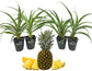 Pineapple Plant - 4 Live Starter Plants - Ananas Comosus - Edible and Fruit Bearing for Patio and Garden