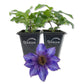 Clematis The President - Live Starter Plants in 2 Inch Growers Pots - Starter Plants Ready for The Garden - Rare Clematis for Collectors