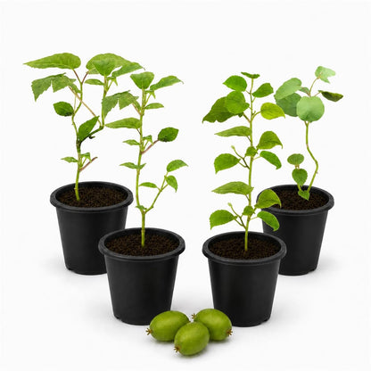 Prolific Kiwi Plant - Live Starter Plants - Actinidia Arguta