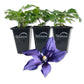 Clematis Durandii - Live Starter Plants in 2 Inch Growers Pots - Starter Plants Ready for The Garden - Rare Clematis for Collectors