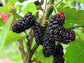 Everbearing Mulberry Tree - Live Plant in 3 Gallon Pot - Edible Fruit Tree For The Patio Or Garden