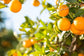 Valencia Orange Tree - Live Plant in a 5 Gallon Pot - 2-3 Feet Tall - Florida Only - Cannot Ship Out of Florida - Beautiful Fruit Tree for Patio and Garden