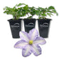 Clematis Silver Moon - Live Starter Plants in 2 Inch Growers Pots - Starter Plants Ready for The Garden - Rare Clematis for Collectors