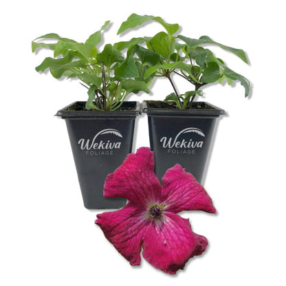 Clematis Kermesina - Live Starter Plants - Bold Beautiful Velvety Classic Red Flowering Vine