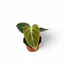El Choco Red Philodendron - 1 Live Plant in a 4 Inch Pot - Philodendron Rubrijuvenile - Extremely Rare Indoor Houseplant