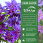 Clematis Edda - Live Starter Plants in 2 Inch Growers Pots - Starter Plants Ready for The Garden - Rare Clematis for Collectors
