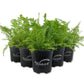 Boston Fern Plant - Live Plants in 4 Inch Pots - Nephrolepis Exaltata - Beautiful Indoor Air Purifying Fern
