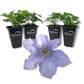 Clematis Blue Angel - Live Starter Plant in a 2 Inch Growers Pot - Starter Plants Ready for The Garden - Rare Clematis for Collectors