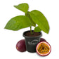 Passion Fruit Plant - 1 Live Starter Plant - Edible Fruit Bearing Vine for The Patio and Garden