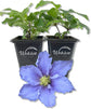 Clematis Will Goodwin - Live Starter Plants in 2 Inch Growers Pots - Starter Plants Ready for The Garden - Rare Clematis for Collectors