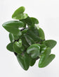 Heart Fern - Live Plant in a 6 Inch Pot - Hemionitis Arifolia - Rare and Exotic Ferns from Florida