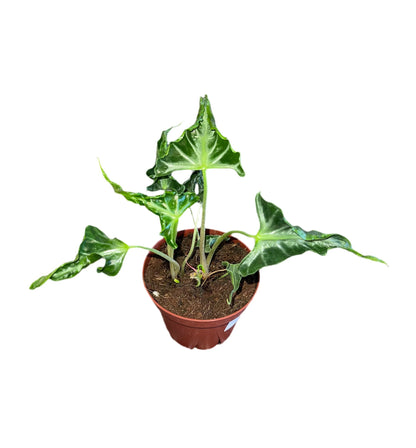 Loco Alocasia - 1 Live Plant in a 4 Inch Pot - Alocasia Loco - Extremely Rare Indoor Houseplant