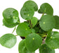 Chinese Money Plant - Live Starter Plants - Pilea Peperomioides - Rare and Elegant Indoor Houseplant