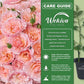Grace De Monaco Rose Bush - Live Starter Plants in 2 Inch Growers Pots - Beautifully Fragrant Hybrid Tea Rose from Florida - A Versatile Beauty with a Rich Fragrance
