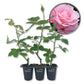 Queen Elizabeth Rose Bush - Live Starter Plants - Beautifully Fragrant Grandiflora Rose - A Versatile Beauty with Colorful Pink Blooms