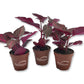 Chicken Gizzard Plant - Live Starter Plants - Iresine Herbstii