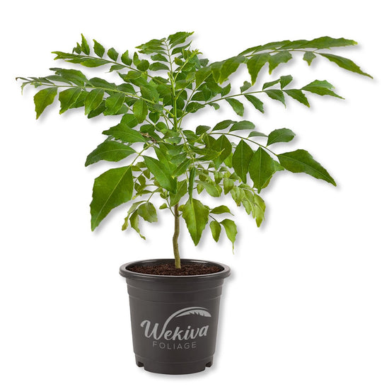 Curry Tree - Sweet Neem - 1 Live Plant in a 4 Inch Growers Pot - Bergera Koenigii - Beautiful Tree with Edible Culinary Leaves for Patio and Garden