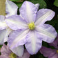 Clematis Silver Moon - Live Starter Plant in a 2 Inch Growers Pot - Starter Plants Ready for The Garden - Rare Clematis for Collectors