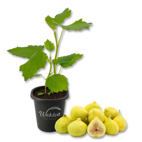 Fig Tree - 1 Live Starter Plant - Ficus Carica - Edible Fruit Tree for The Patio and Garden