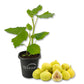Fig Tree - 1 Live Starter Plant - Ficus Carica - Edible Fruit Tree for The Patio and Garden