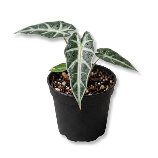 Alocasia Bambino - Live Starter Plants - Alocasia Amazonica &