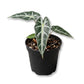 Alocasia Bambino - Live Starter Plants - Alocasia Amazonica &