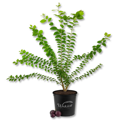 Governors Plum Tree - Ramontchi - Live Plant in a 3 Gallon Growers Pot - Flacourtia Indica - Beautiful Edible Fruit Bearing Tree for Patio and Garden