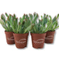 Echeveria Pink Trumpet - Live Starter Plants in 2 Inch Growers Pots- Rare and Colorful Compact Easy Care Succulent