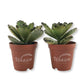 Kalanchoe Chocolate Panda - Live Starter Plants in 2 Inch Pots - Kalanchoe Tomentosa - Drought Tolerant Indoor Outdoor Cacti Succulent Houseplant