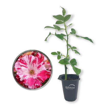 Fourth of July Rose Bush - Live Starter Plants - Beautiful Multicolored Climbing Rose - Strongly Scented Red and White Splashed Blooms