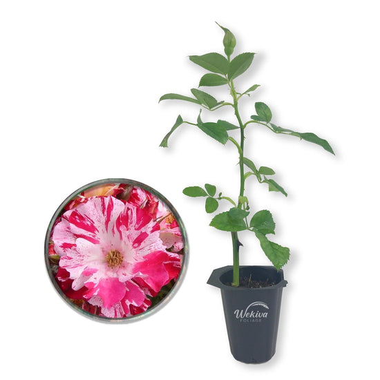 Fourth of July Rose Bush - Live Starter Plants - Beautiful Multicolored Climbing Rose - Strongly Scented Red and White Splashed Blooms