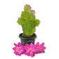 Christmas Cactus - Live Starter Plants - Schlumbergera Bridgesii - Beautiful Colorful Tropical Indoor Succulent