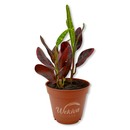 Croton Batik - Live Starter Plants - Codiaeum Variegatum - Beautiful Easy Care Indoor Houseplant