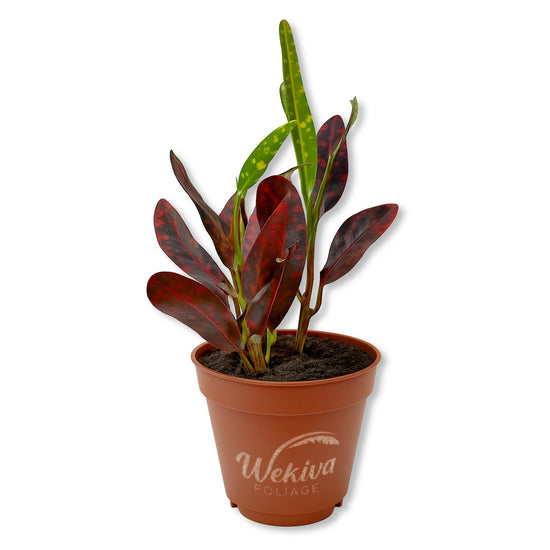 Croton Batik - Live Starter Plants - Codiaeum Variegatum - Beautiful Easy Care Indoor Houseplant