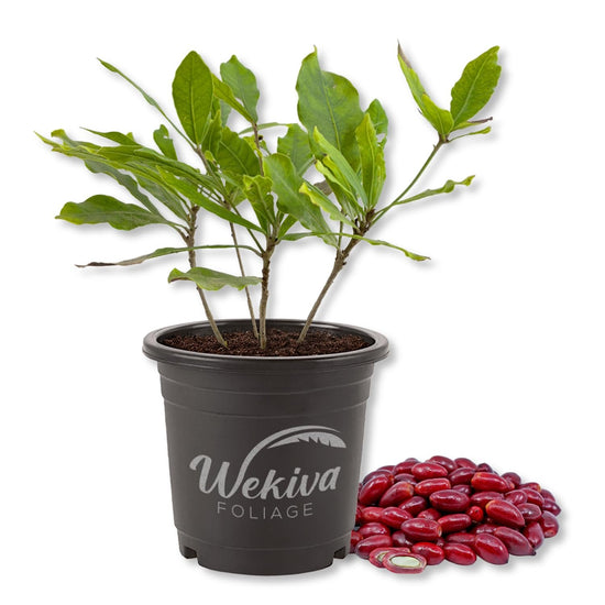 Miracle Fruit Tree - 1 Live Plant in a 4 Inch Growers Pot - Synsepalum Dulcificum - Beautiful Edible Fruit Bearing Tree for Patio and Garden