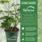 Variegated English Ivy and Soil Mix Combo - Live Plant in a 4 Inch Pot with 1 Quart HousePlant Soil Mix - Hedera Helix with Custom Soil Blend