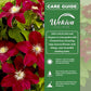 Clematis Issey - Live Starter Plants - Beautiful Velvety Red Blooms Flowering Vine Ready for The Garden