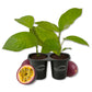 Passion Fruit Plant - 2 Live Starter Plants - Edible Fruit Bearing Vine for The Patio and Garden