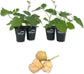 Blackberry Plant - 4 Live Starter Plants - Rubus - Fruit Trees for The Patio and Garden