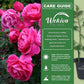 Grande Dame Rose Bush - Live Starter Plants in 2 Inch Growers Pots - Beautifully Fragrant Hybrid Tea Rose - A Versatile Beauty with a Rich Fragrance