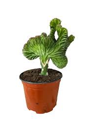 Mermaid Tail Cactus - 1 Live Plant in a 4 Inch Pot - Grower&