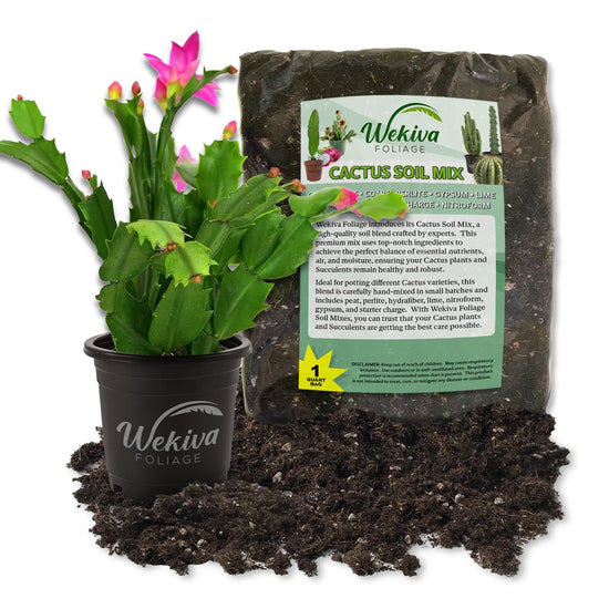 Christmas Cactus and Soil Mix Combo - Live Plant in a 4 Inch Pot with 1 Quart Cactus Soil Mix - Stapelia Schinzii with Custom Soil Blend