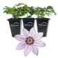 Clematis Candy Stripe - Live Starter Plant in a 2 Inch Growers Pot - Starter Plants Ready for The Garden - Rare Clematis for Collectors