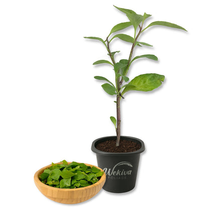 Longevity Spinach - Live Starter Plants - Gynura Procumbens - Grow Your Own Vegetables and Fruit in The Garden or Patio