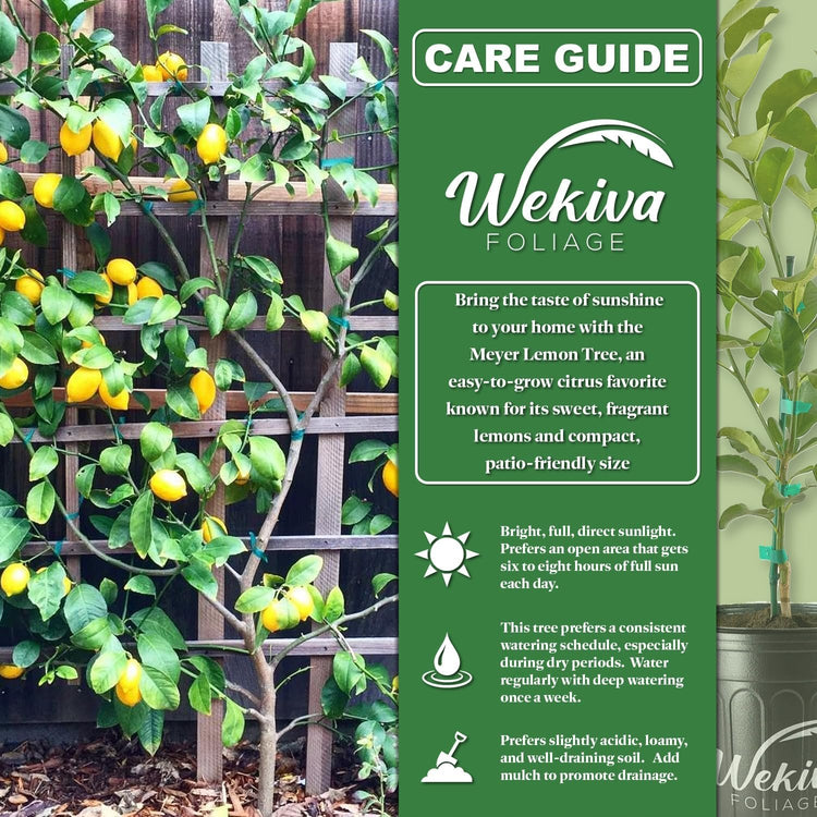 lemon plant care in pot Meyer Lemon Tree - Live Plants in 1 Gallon Pots - Florida Only
